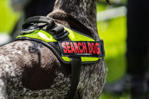 Explosive Detection dogs