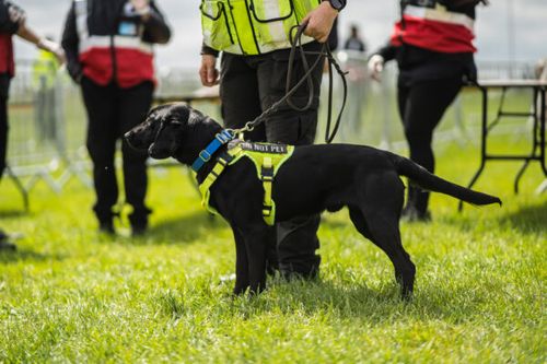 Drug Detection Dogs