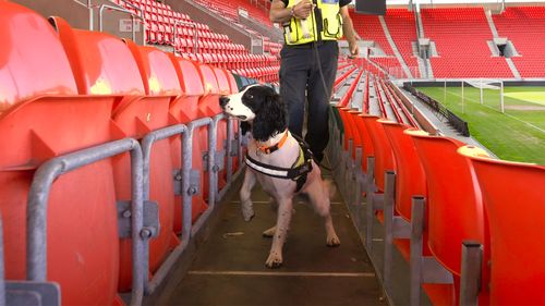 Explosive Detection Dogs