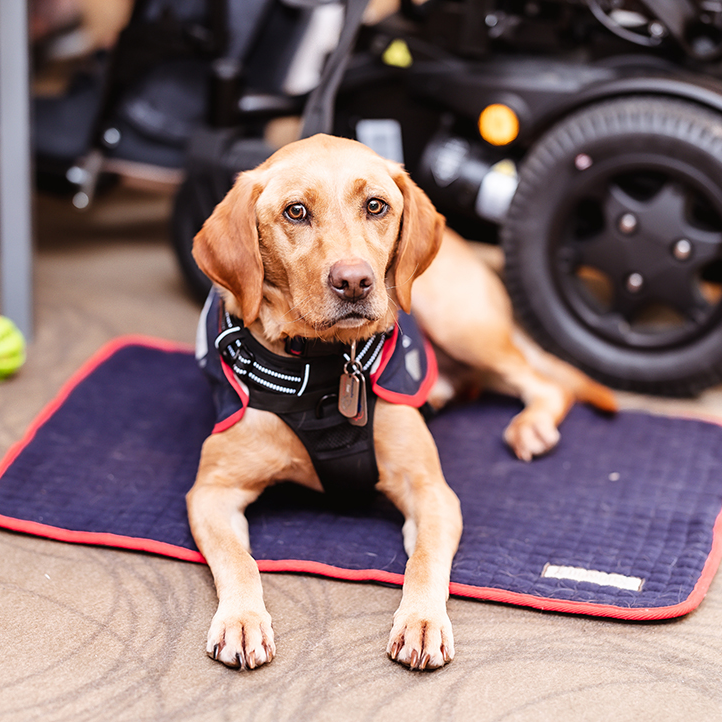 Audax showcases a new partnership with Hounds for Heroes at the International Security Expo, Olympia