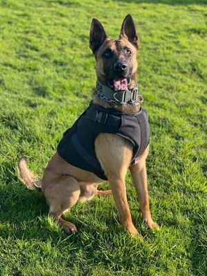 Defence Composites Canine police harness