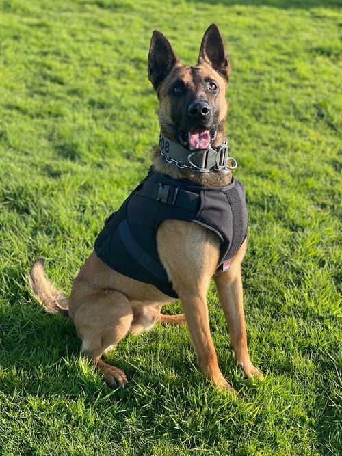 Defence Composites Canine police harness