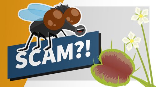 Would you be able to recognise a scam? | IYS