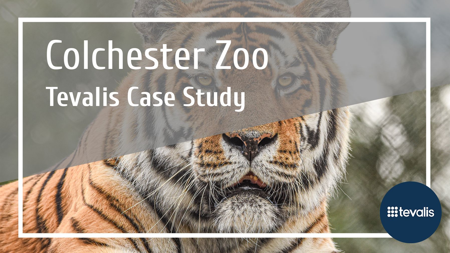 Colchester Zoo Client Case Study | Tevalis