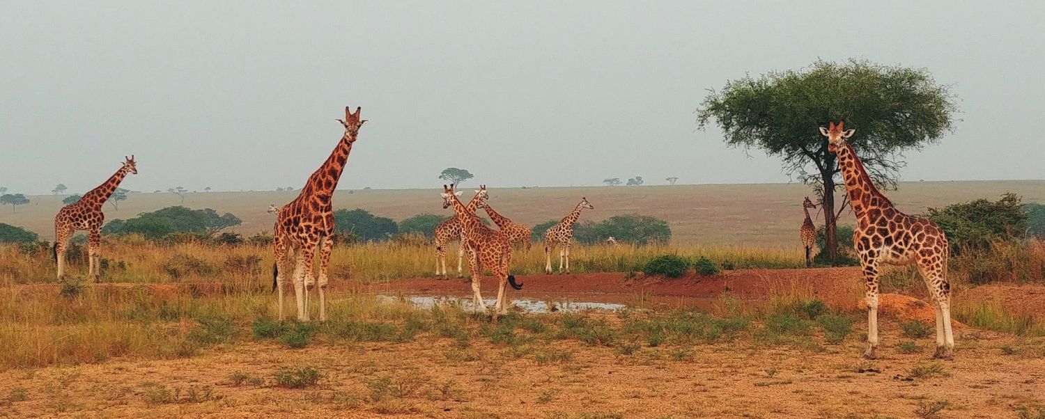 Cover image - The Biodiversity Consultancy 