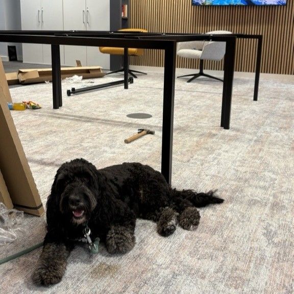 Teddy builds a desk