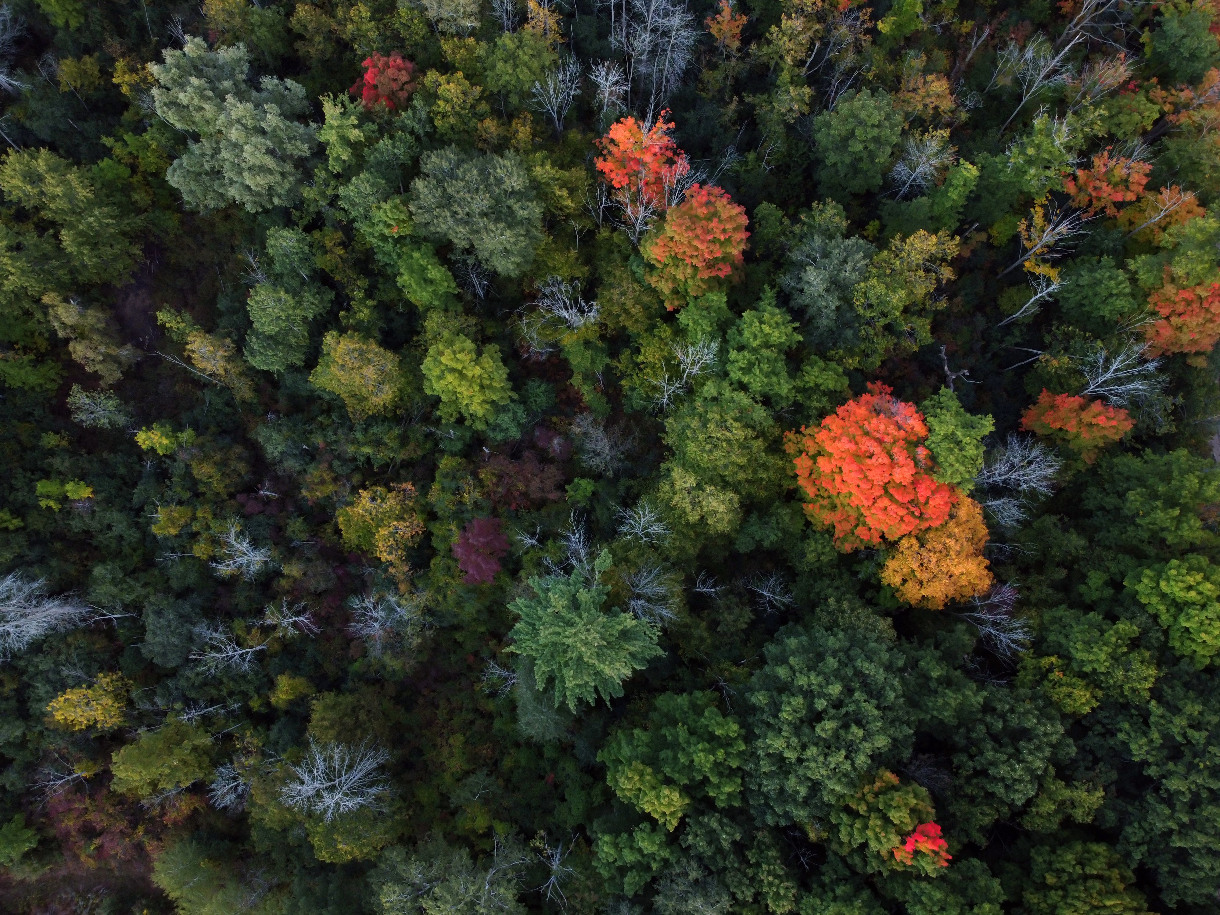 Forest Thinning: Can Tree Removal Help Prevent Future Disasters?