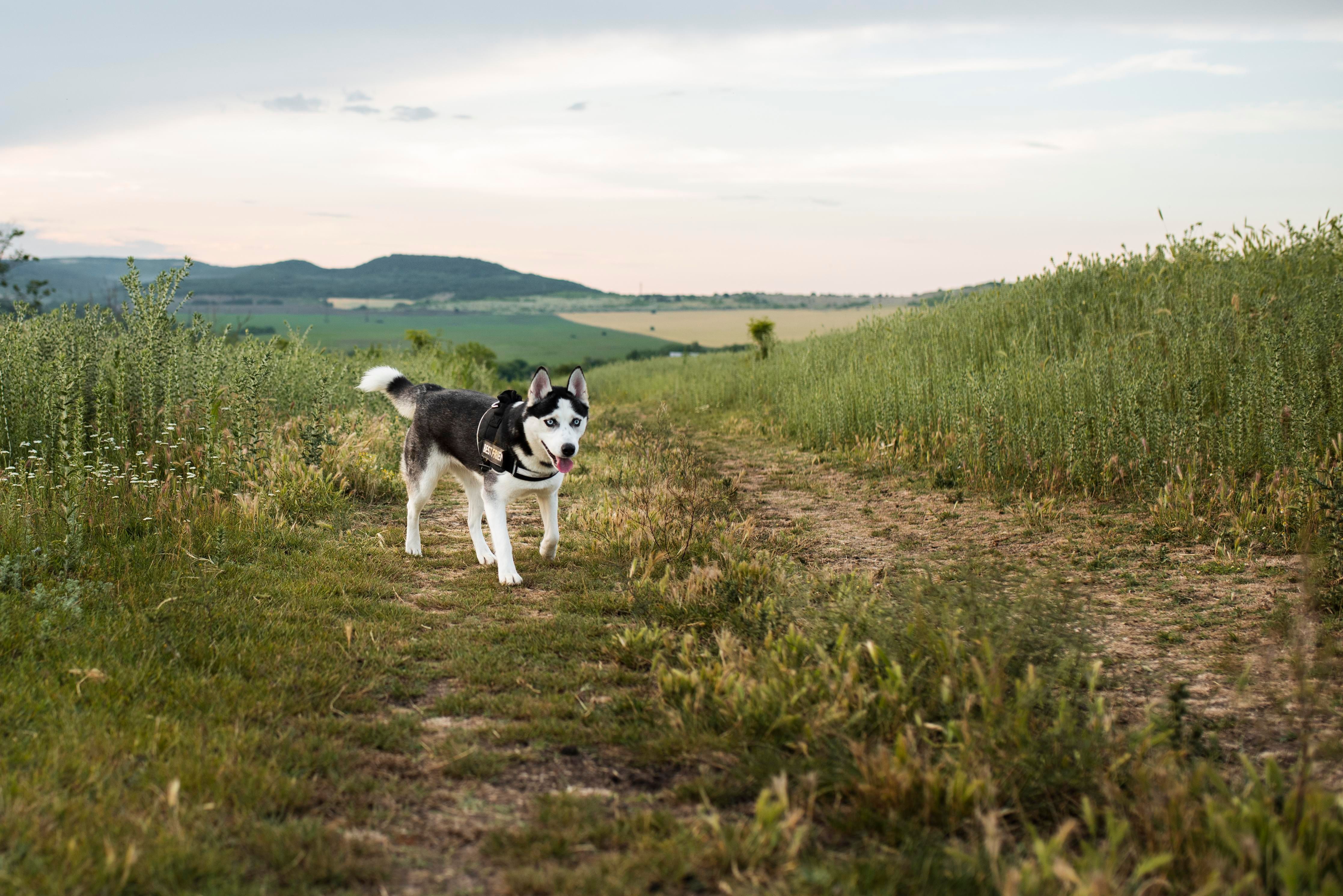 Australia Searches for the Next Fire Rescue Superdog