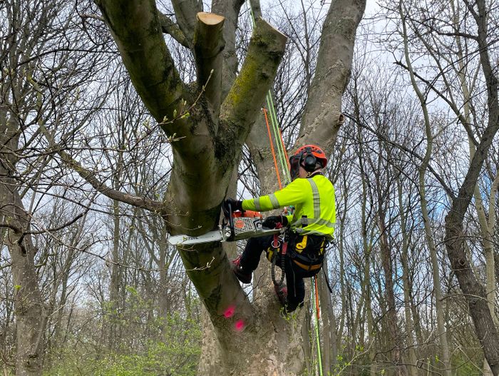 Arboriculture and Tree Works
