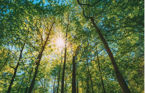 Strong CDP rating underscores Selecta's climate leadership