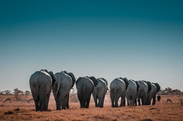 Tour Amigo transitions to an elephant friendly future