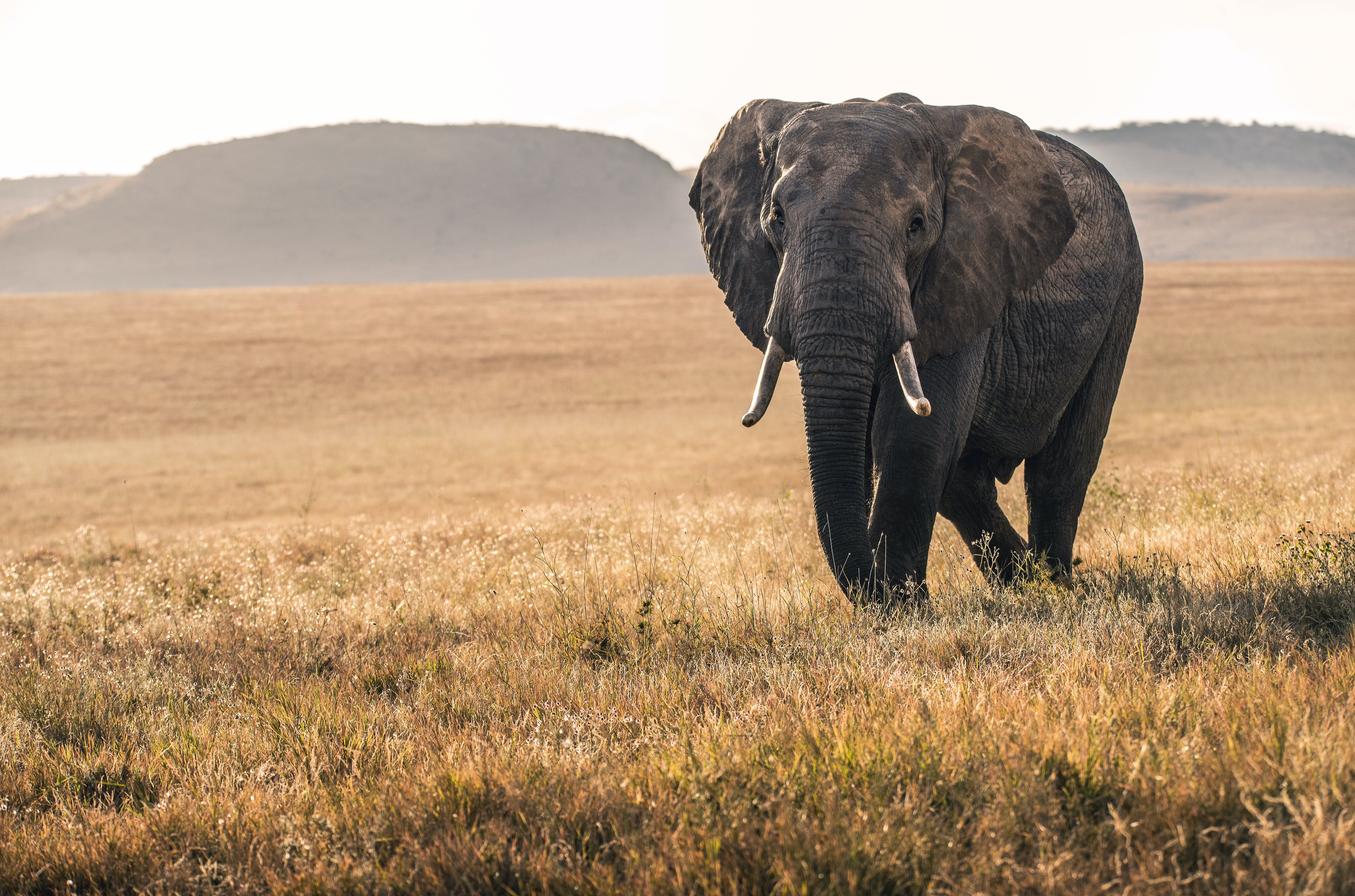 Tour Amigo transitions to an elephant-friendly future