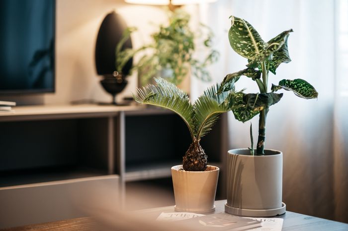 Two-Bedroom Executive Suite