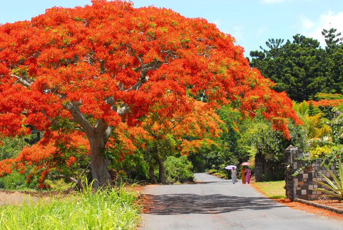 Mauritius Views