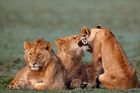Deluxe Safaris in Tanzania