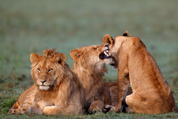 Deluxe Safaris in Tanzania