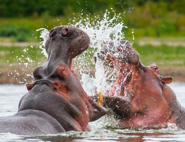 Deluxe Safaris in Tanzania