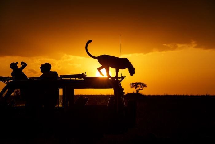 Deluxe Safaris Kenya