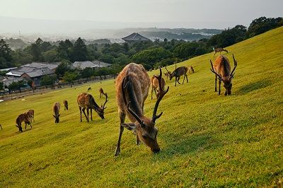 NARA MICE