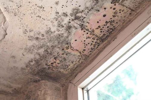 Damp and Mould Survey