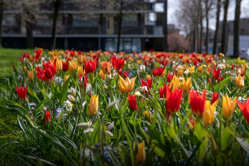 Flower bulbs