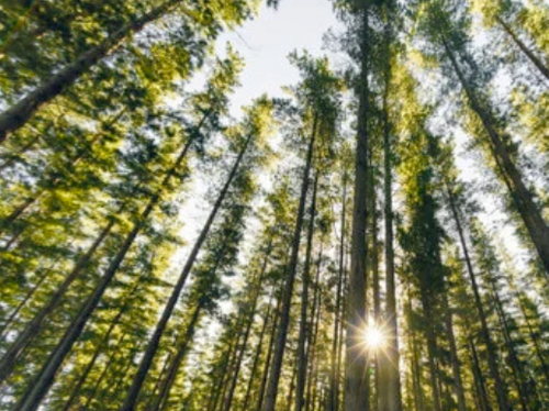 Australia’s Timber Industry – Ready, Willing and Able to Address the Housing Crisis and Fight Climate Change