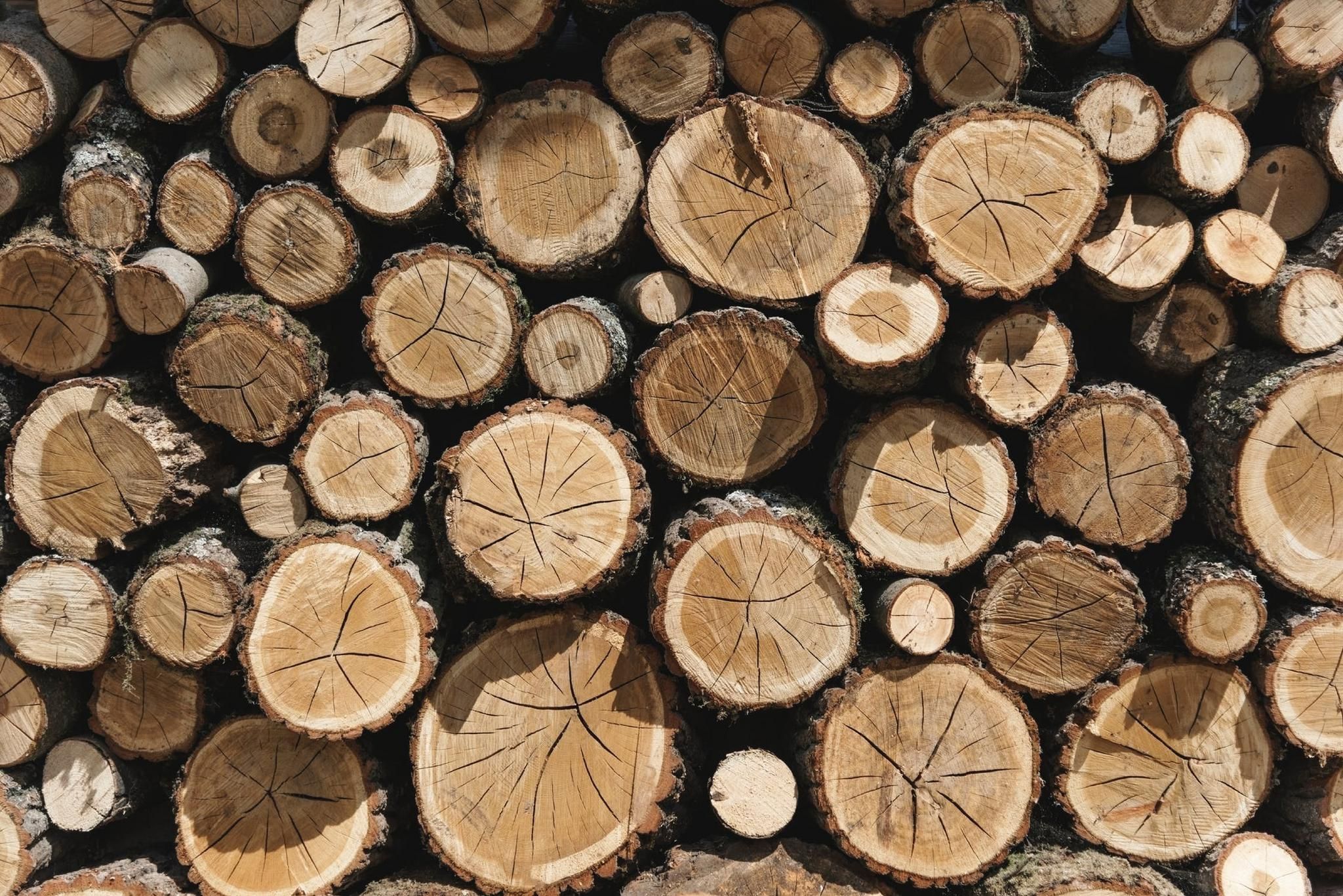 Could wooden buildings be a solution to climate change?