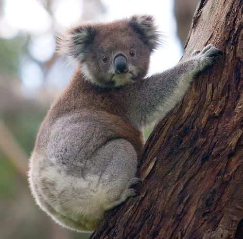 Penn Prof. leads project in Sydney to protect biodiversity from fires and city expansion