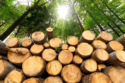 Australia Facing Timber Shortage Amid Home-Renovation Boom