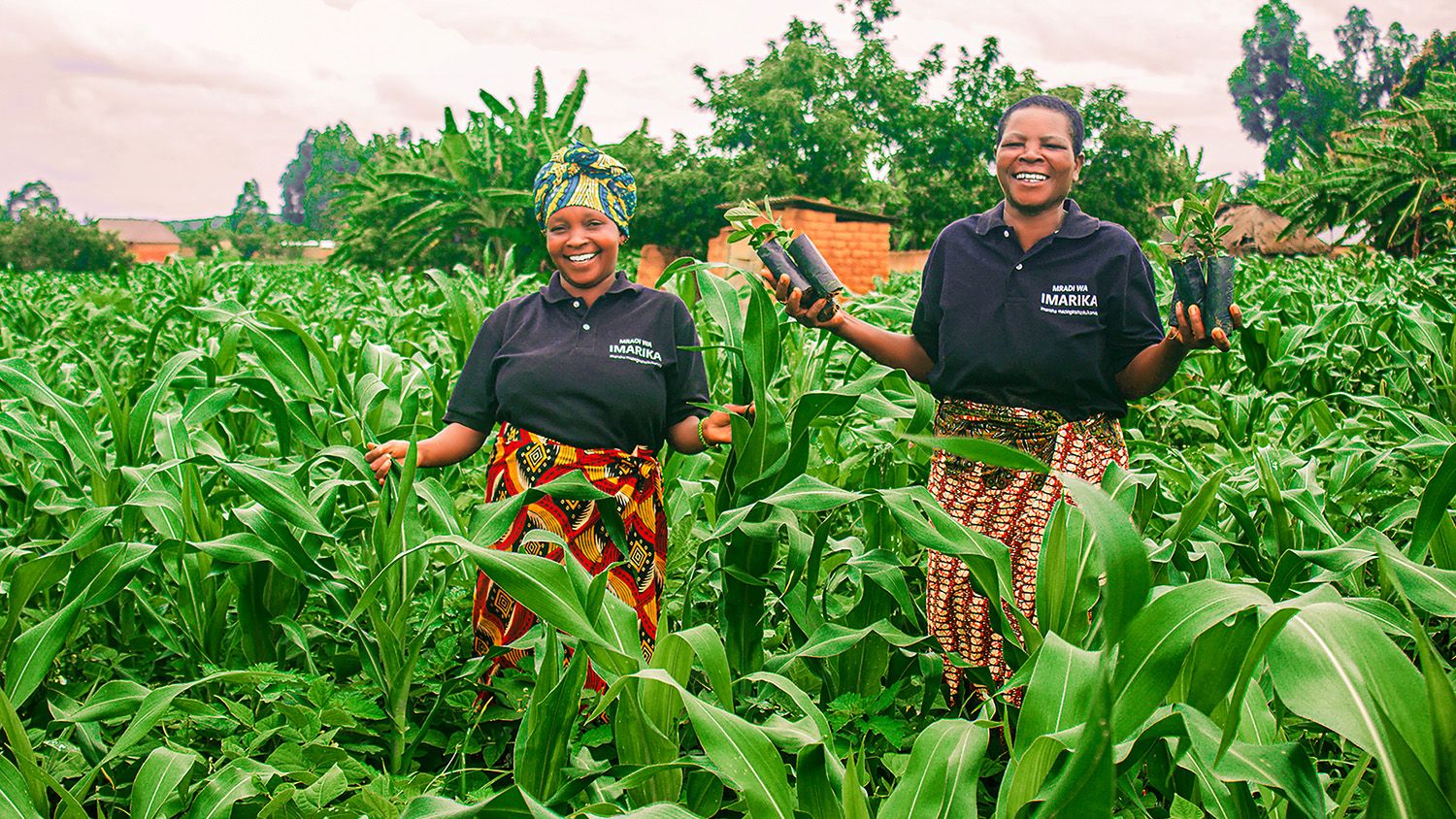 Trees, bees and seeds bring hope at harvest