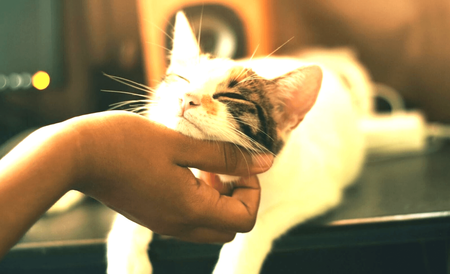 Picture of a person petting a cat.