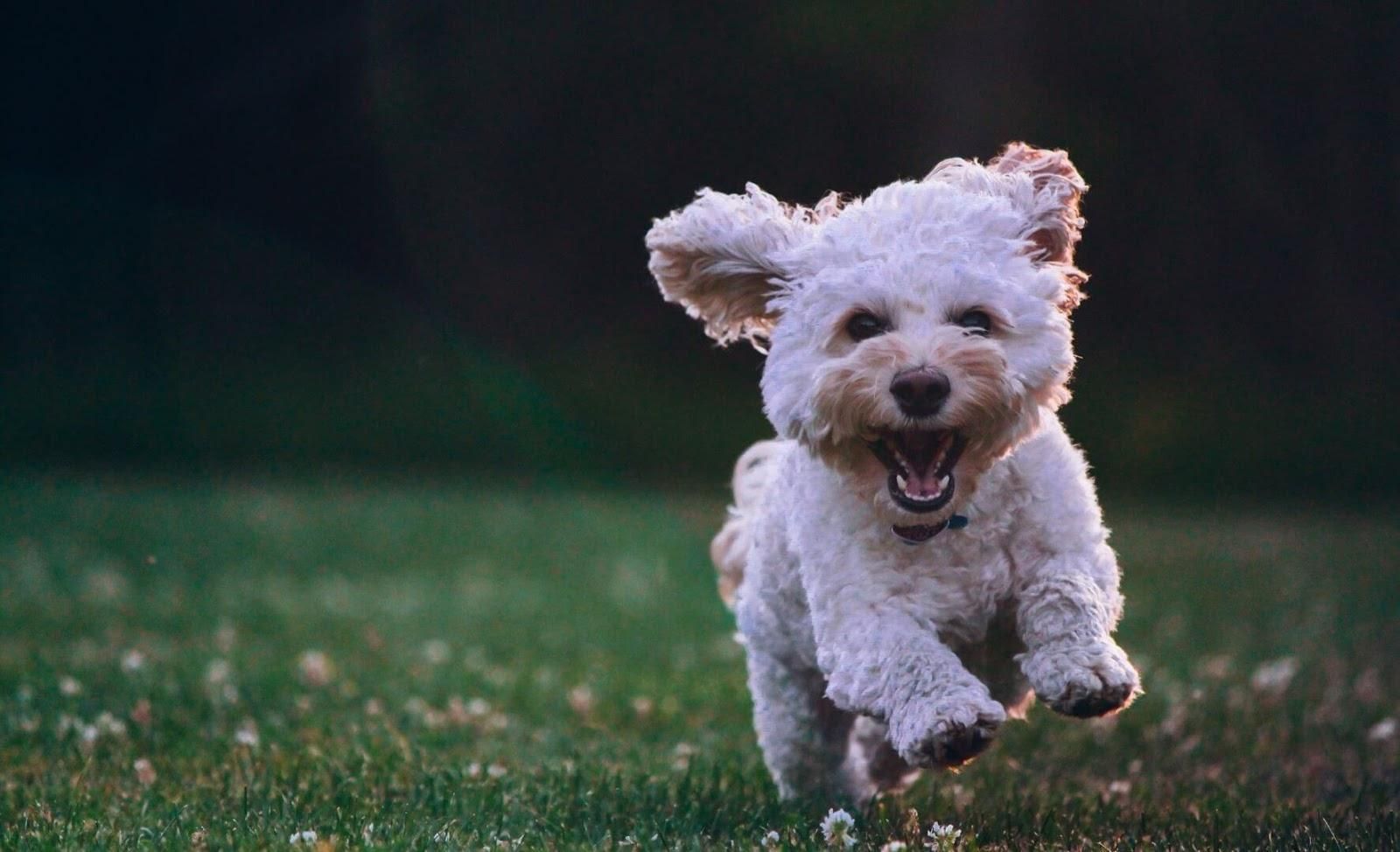 Picture of a small white dog running.