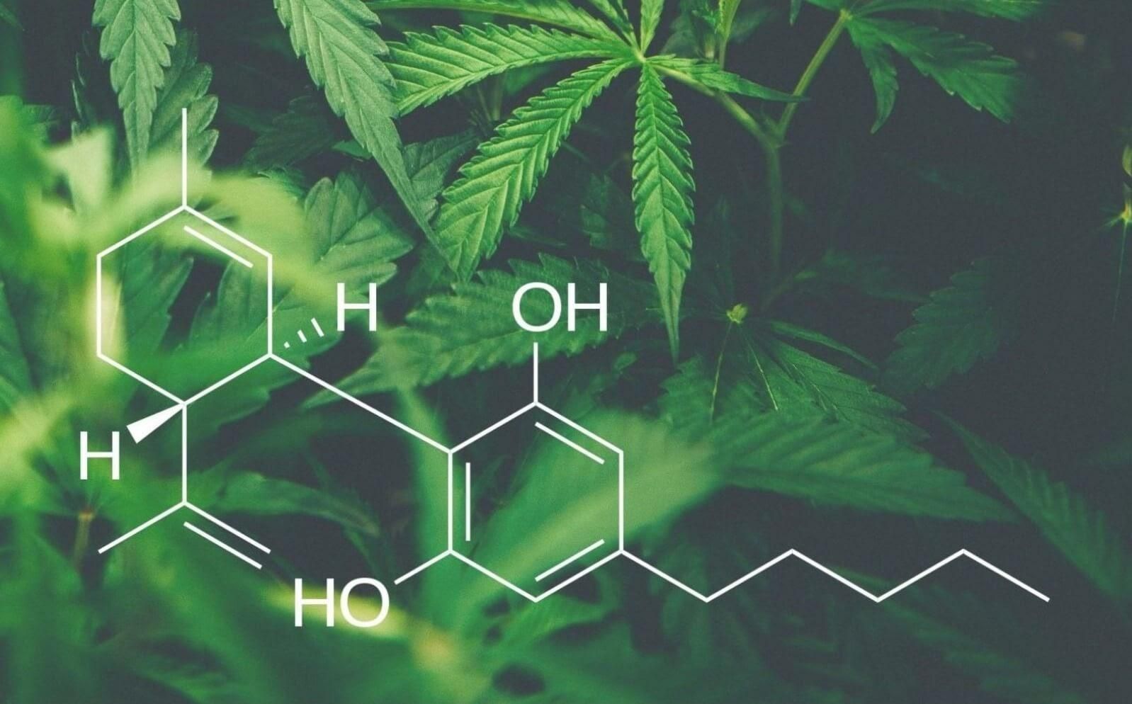 CBD oil formula on a leafy background.