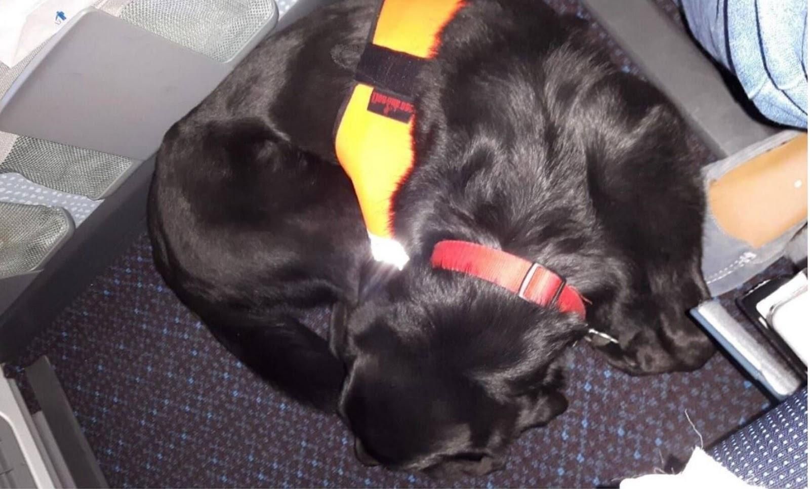 Picture of an assistance dog laying by its owner's seat