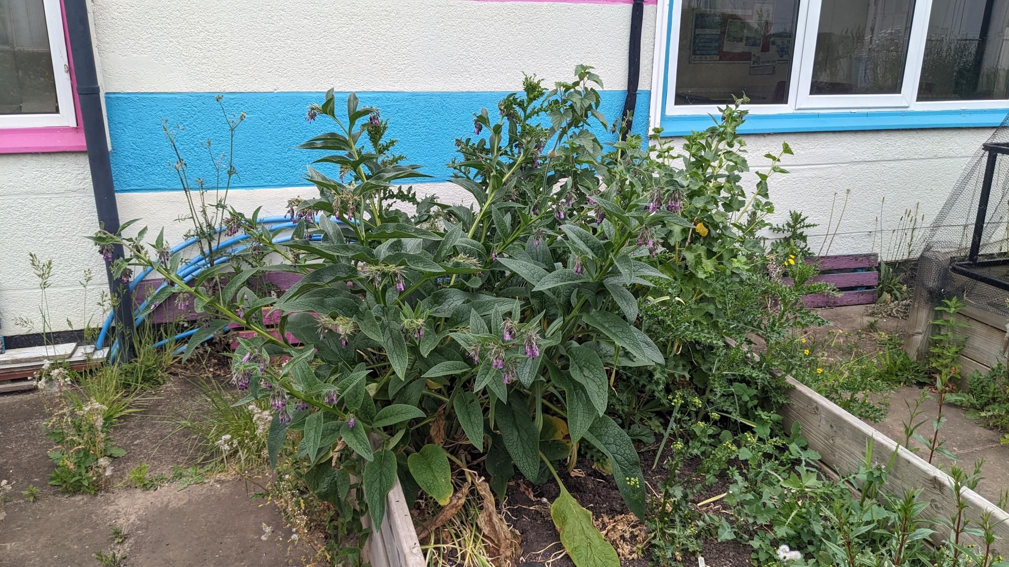 WEETEC garden 3