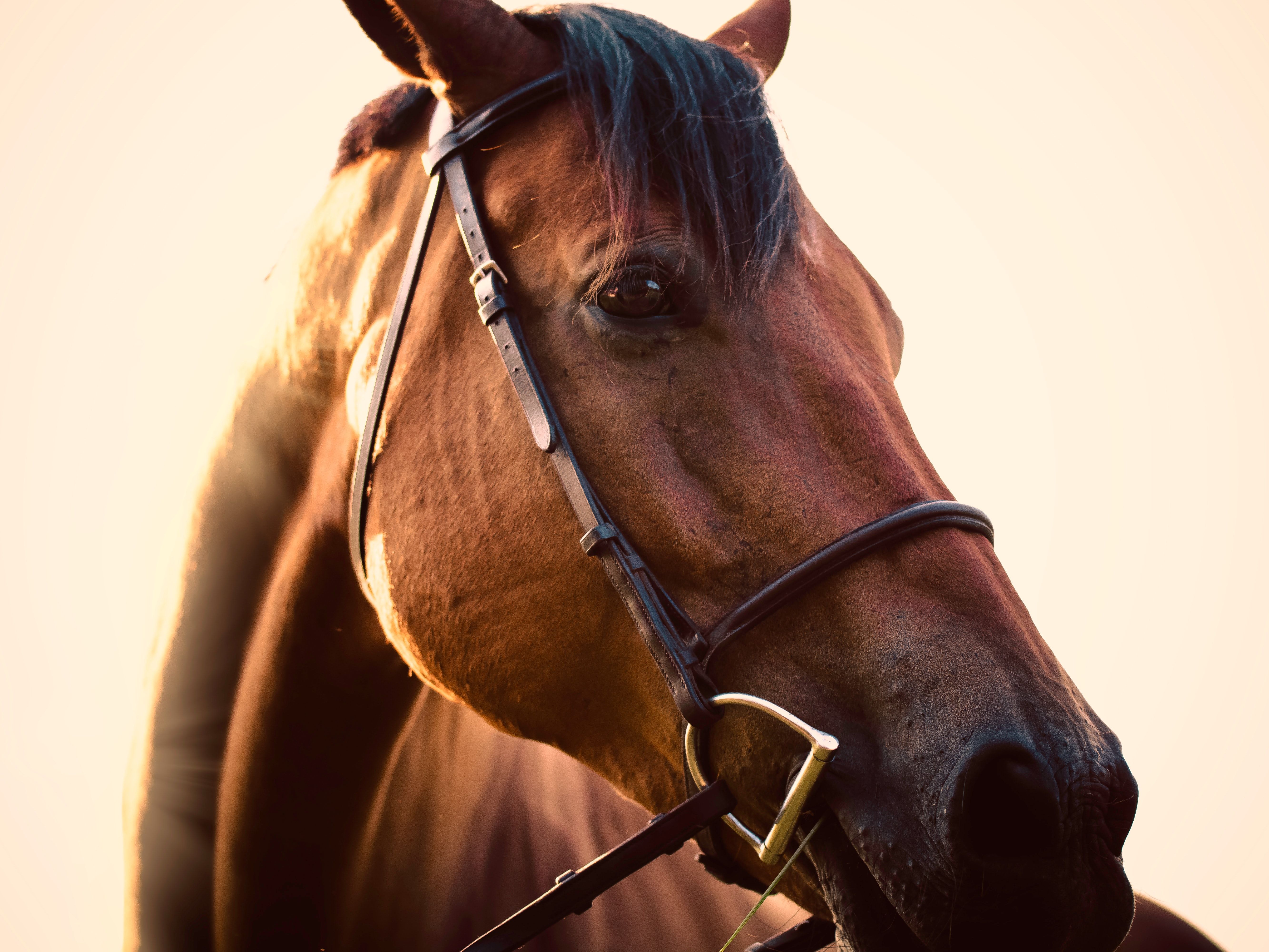 Equine