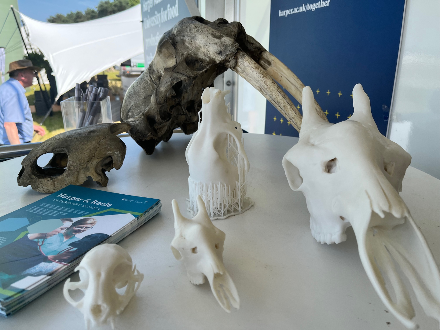 3D printing skulls 
