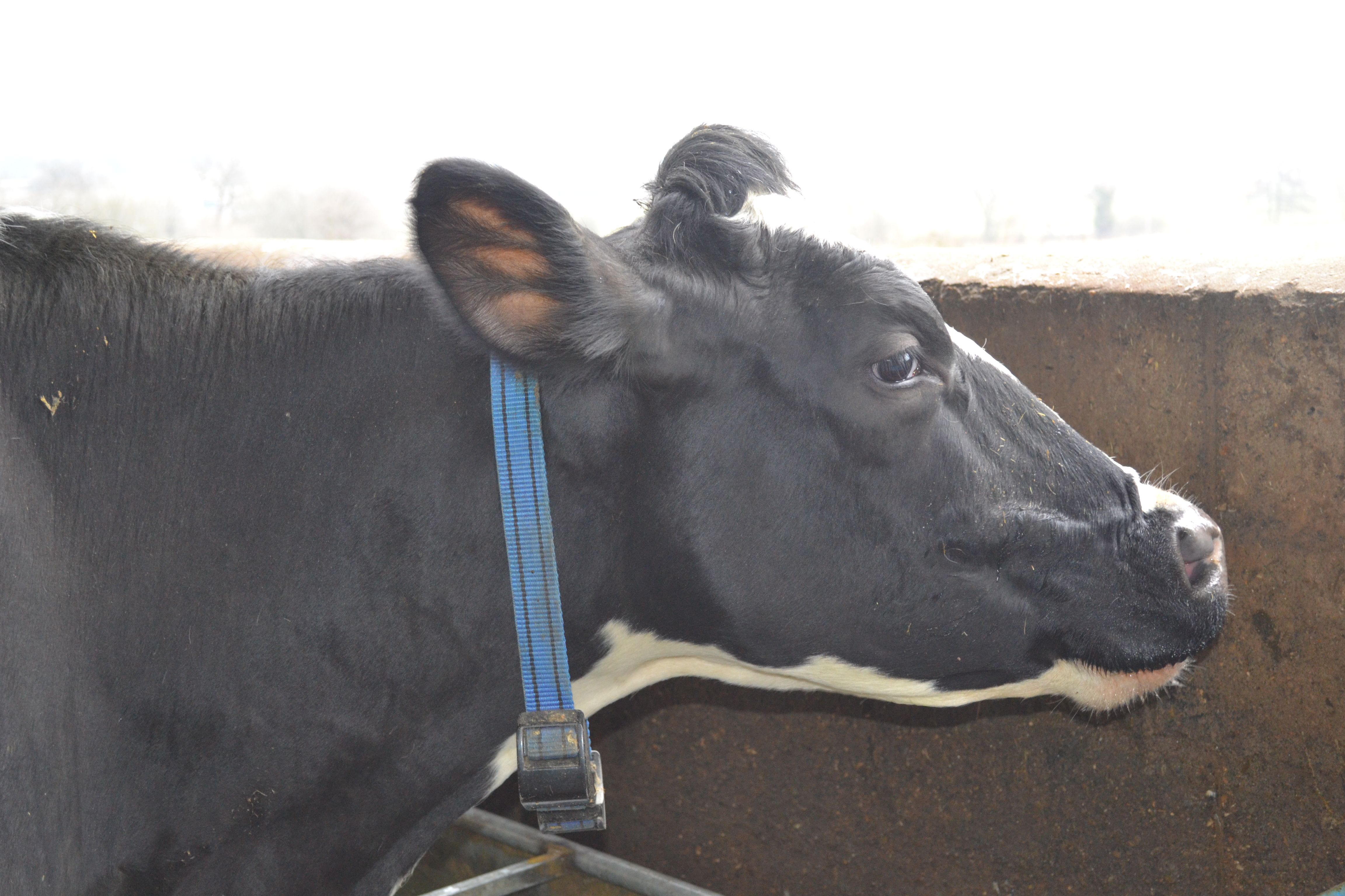 Fitbits for cows