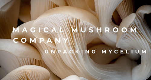 RE:TV - Unpacking Mycelium