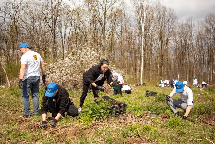 Corporate Tree Planting Days