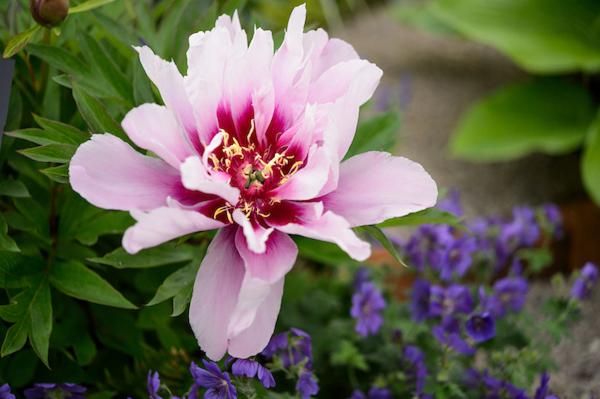 Chelsea Medalists You Can See At Bbc Gardeners World Live