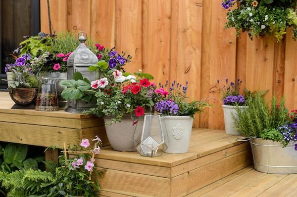 Tesco Garden Plants 2021