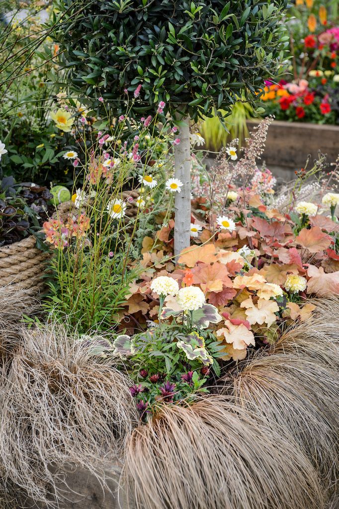 Nigel The Dog Bbc Gardeners World Live 2020 Bbc Gardeners World Live 18 21 June 2020 Nec Birmingham