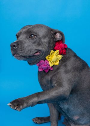 Collar Flowers