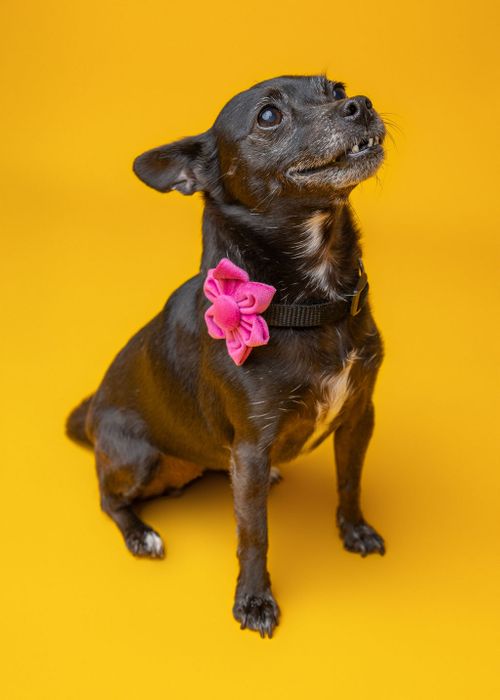 Collar Flowers