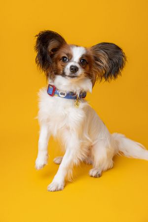 Waterproof Collars