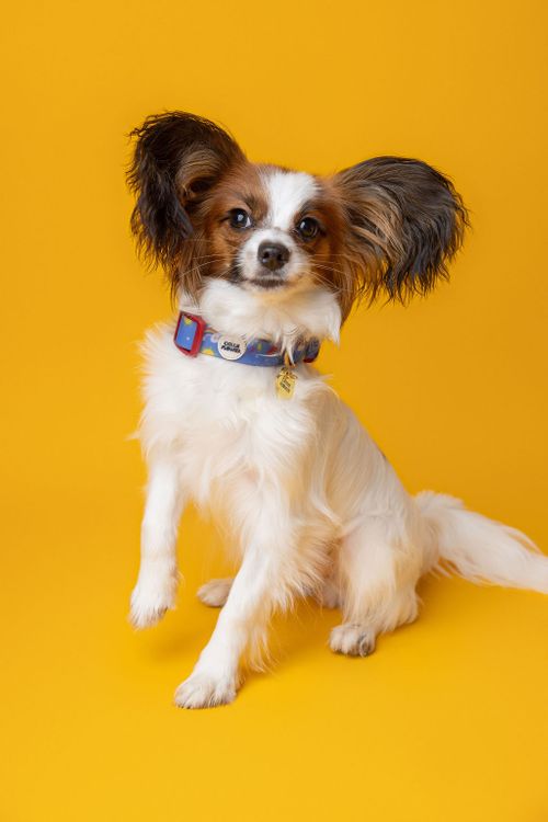 Waterproof Collars