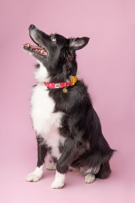 Waterproof Collars