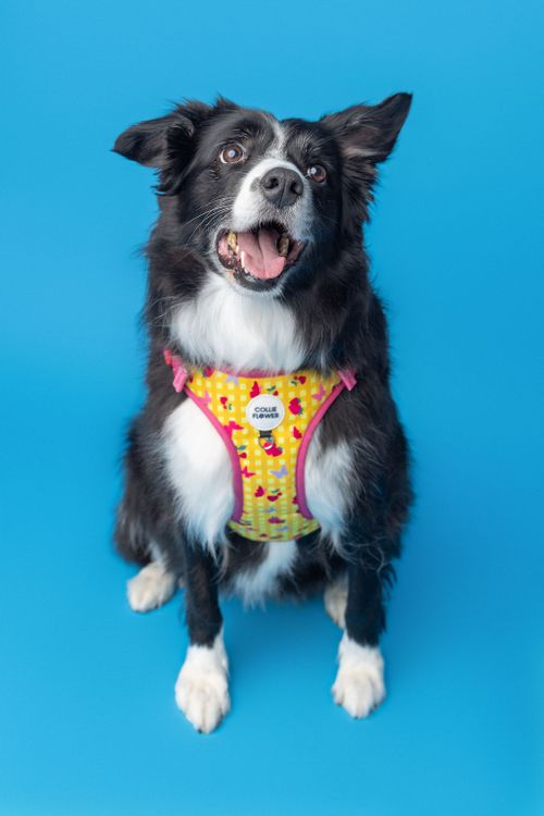 Strawberry Picnic Harness