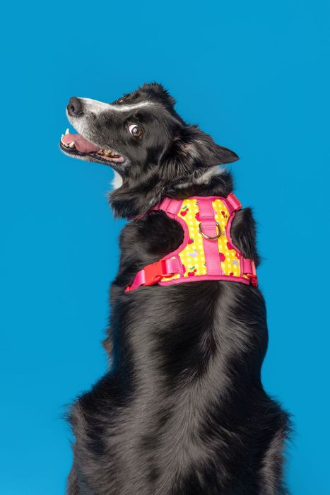 Strawberry Picnic Harness